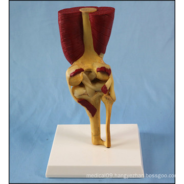 Human Knee Joint Model with Muscles and Ligaments for Medical Teaching